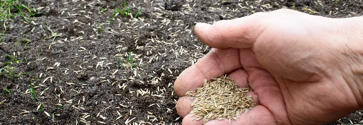 Hand sät Grassamen auf Erde